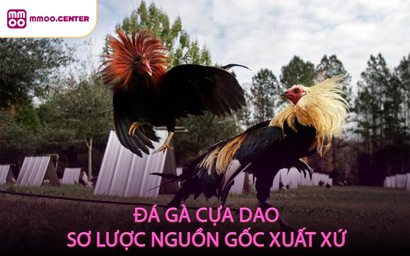 Đá gà cựa dao Sơ lược nguồn gốc xuất xứ