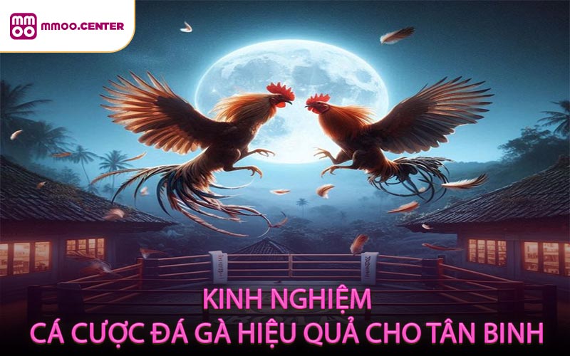 Kinh nghiệm cá cược đá gà hiệu quả cho tân binh