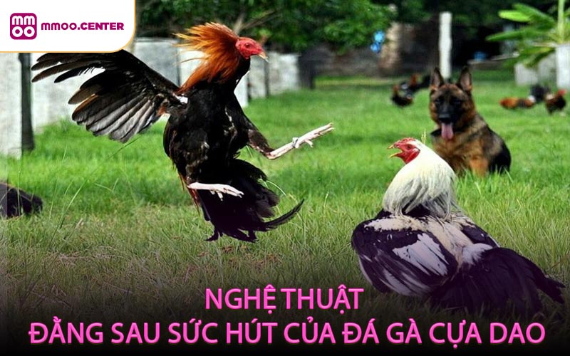 Nghệ thuật đằng sau sức hút của đá gà cựa dao