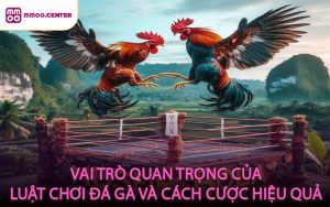 Vai trò quan trọng của luật chơi đá gà và cách cược hiệu quả