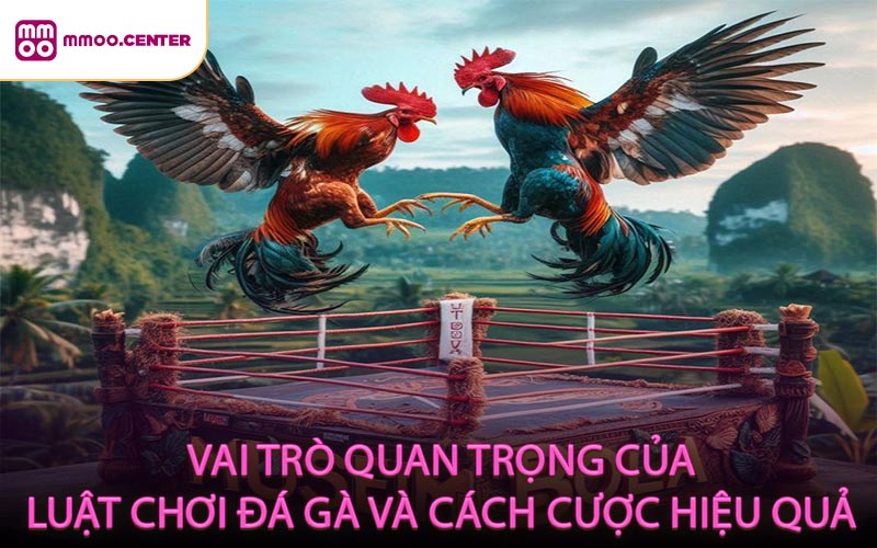 Vai trò quan trọng của luật chơi đá gà và cách cược hiệu quả