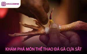 Khám Phá Môn Thể Thao Đá Gà Cựa Sắt