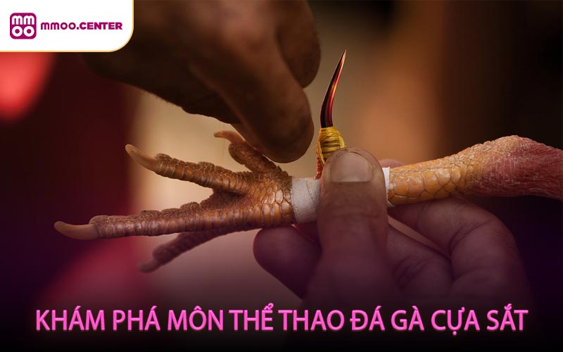 Khám Phá Môn Thể Thao Đá Gà Cựa Sắt