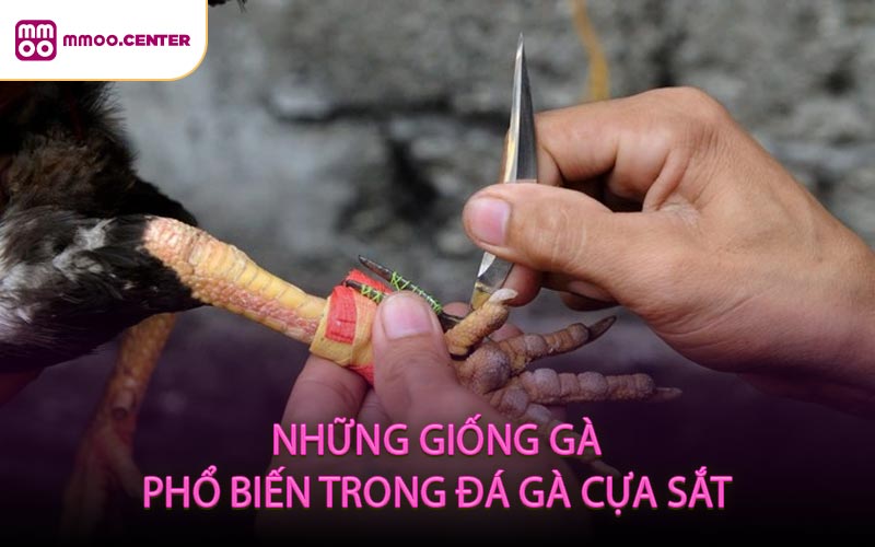 Những Giống Gà Phổ Biến Trong Đá Gà Cựa Sắt